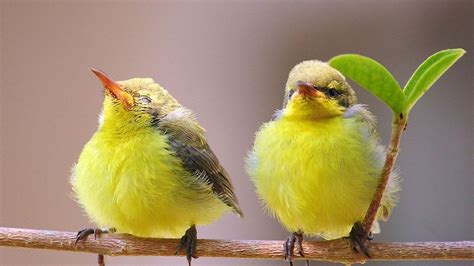 cute birds photos|cute bird wallpaper images.